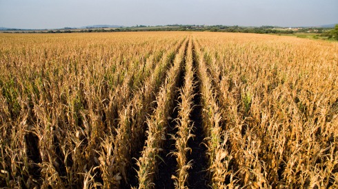 gallery/mielie land naby