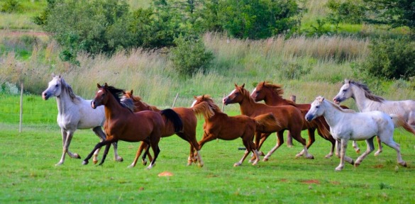 gallery/perde hardloop