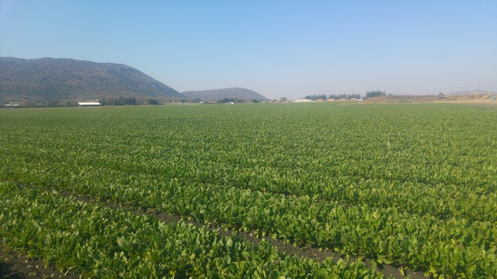 gallery/chris beet mooi