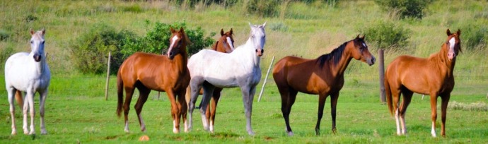 gallery/perde groep staan