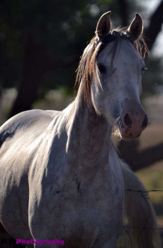 gallery/perde (281) - copy - copy