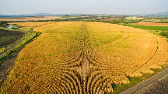 gallery/mielieland ver